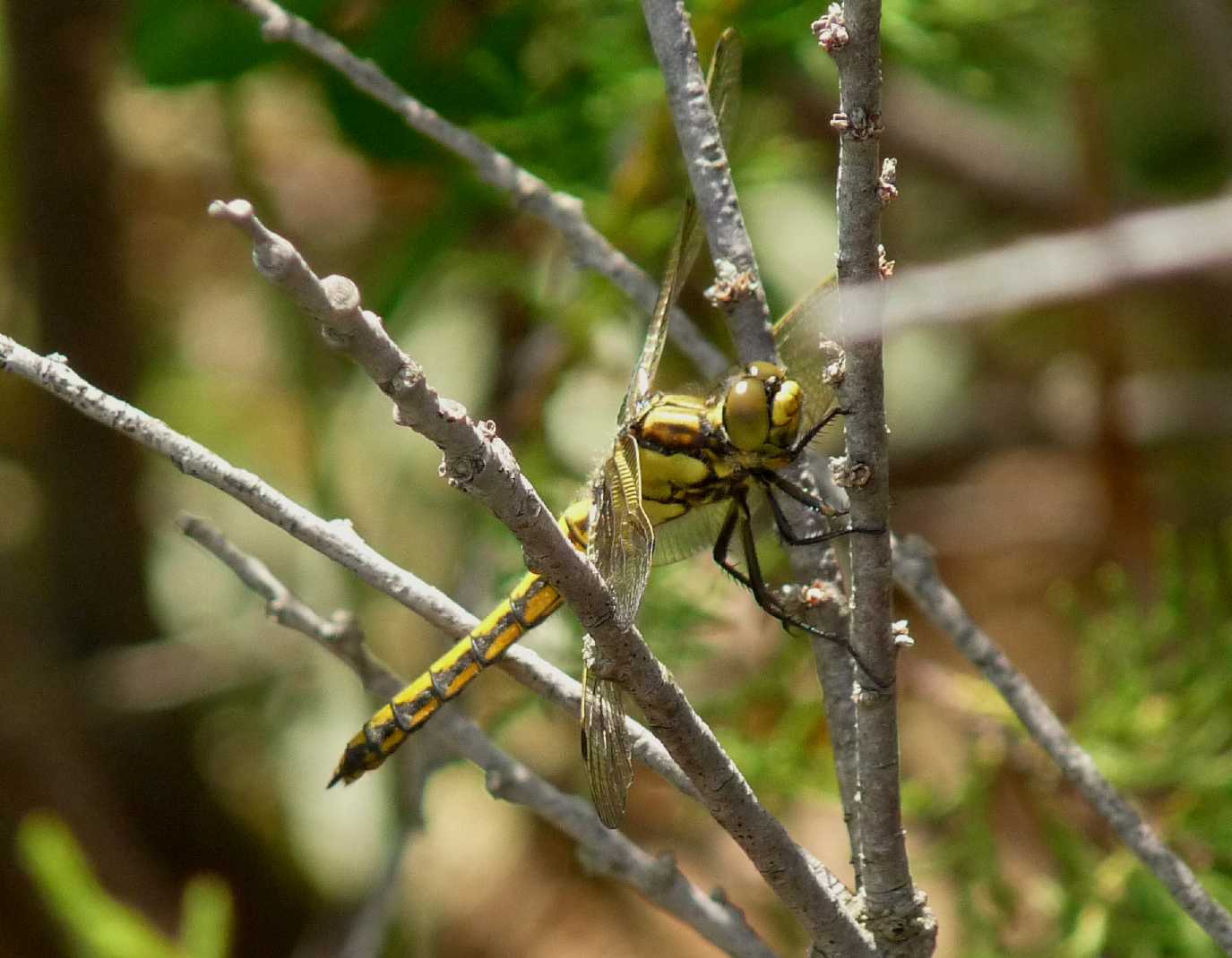 Libellula da determinare